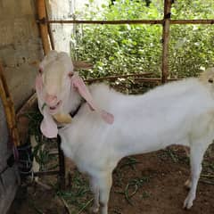 gulabi Bakra