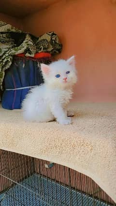 pure persian kitten female punche face blue eyes age 40 days