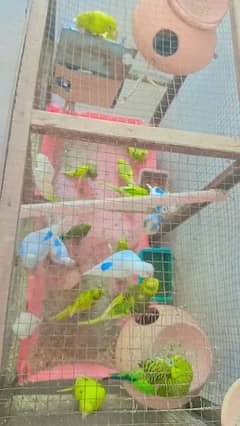 beautfull Paid Budges parrot / Full Acctive Breeder