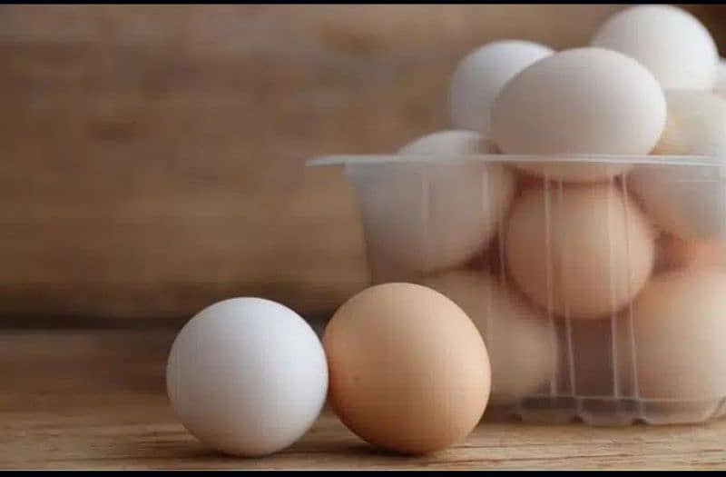 Fertile Eggs of Australorp Hens 2