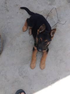 jerman Shepard dog double coated urgent for sale 0370/7014/359