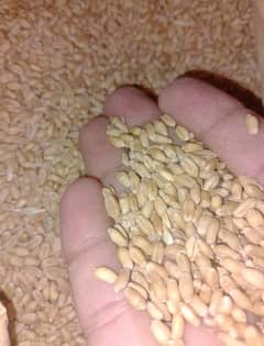 wheat (گندم) Best Quality