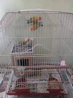 lovebirds breeder pair with 2 chicks and cage and box