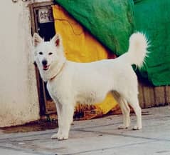 RUSSIAN SYEMOD FEMALE DOG FULLY TRAINED EXCHANGE POSSIBLE HA
