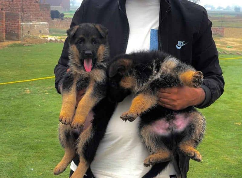 German Shepherd Puppies | Long coat Puppies 1