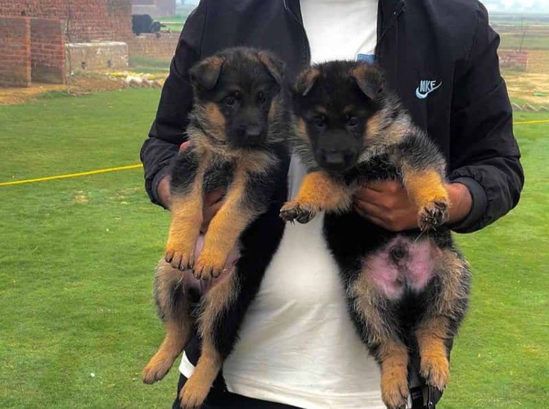German Shepherd Puppies | Long coat Puppies 3