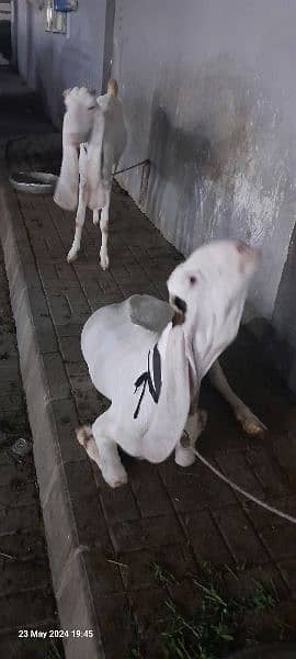 gulabi bakri 3