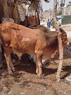 Cow | Bull | Bachra