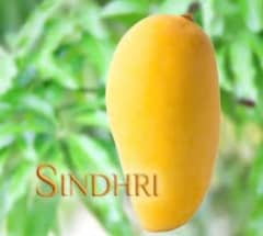 sindhri Mangoes A+++ quality