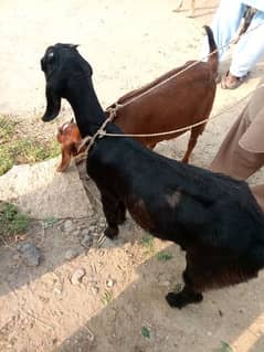 Goats for sale in chakwl. . . .