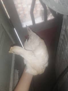 5 month old hens dasee murgiya ha