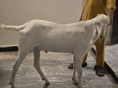Rajanpuri Goat For Sale For Qurbani 2024