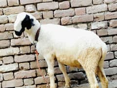 Mundra Sheep