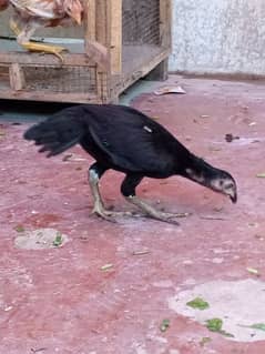 mianwali aseel Mirathi pair male has white eyes