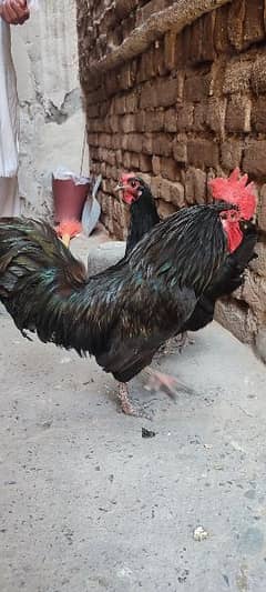 Australorp Pair For Sale / Hen For Sale