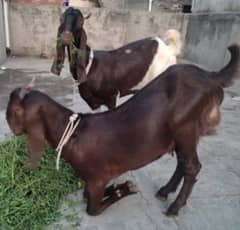 bakra for qurbani available on very cheap price 0