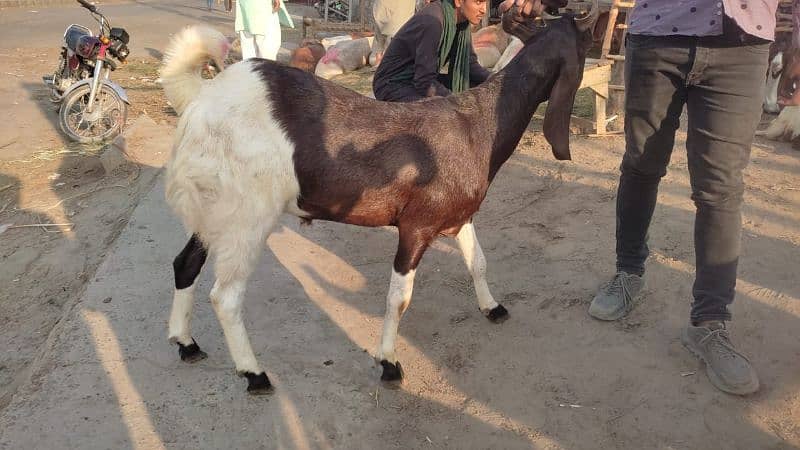 bakra for qurbani available on very cheap price 3
