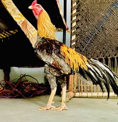 aseel high quality birds long hight  Shamo murga