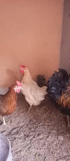 Desi eggs laying Chickens for Sale fully vaccinated