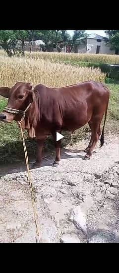 cow for qurbanie