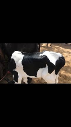 cow baby for sale urgent 0