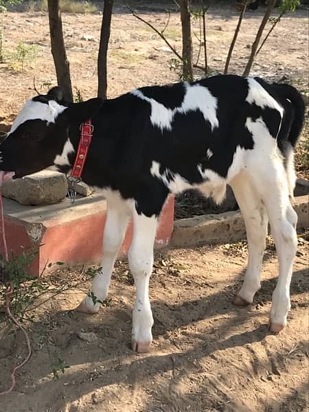 cow baby for sale urgent 3