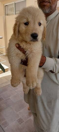 American Golden Retriever Pedigreed puppies/puppy