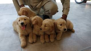 American Golden Retriever Pedigreed puppies/puppy/dog for sale