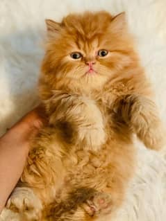 Pure Persian Kittens | Cats & Kittens | Male & Female Kitten