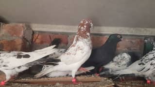 Lakhay zakh taddi goldan pigeons for sale