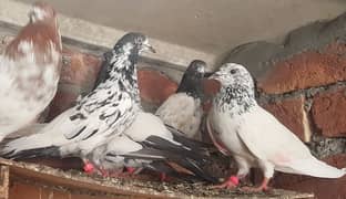 Zakh sialkoti lakhay goldan pigeons for sale