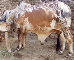 bull sale Bahawal nagar    whatsaap 03052134626