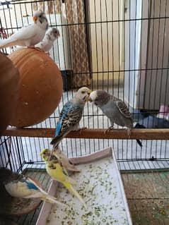 budgie pair each of 750 adult