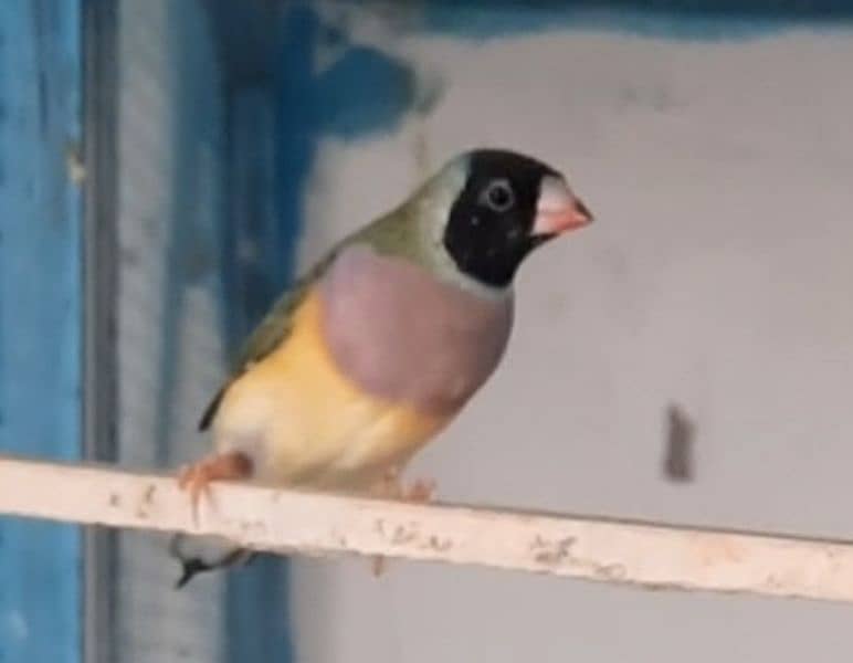 gouldian finch 2 females ready to breed 2