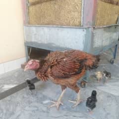 assel murrghi with 5 chicks and murgha for sale