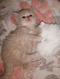 Pure Persian kittens available for sale