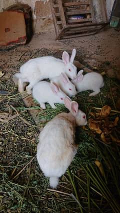 Rabbit pair end 3 baby rabbits