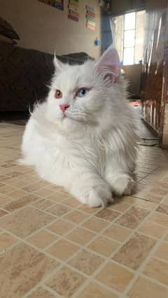 Long Coat Odd Eyes Persian Kitten