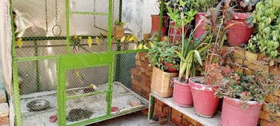 parrots for sale with large size  pinjra