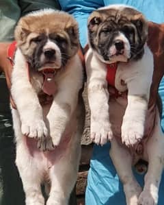Afghan Kochi pair for sale age 2 month