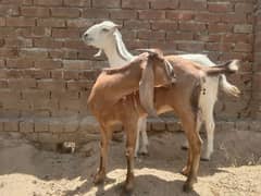 Best for Qurbani . . 2 goats in cheap price .