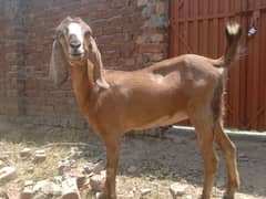 Best for Qurbani . . goat in cheap price .