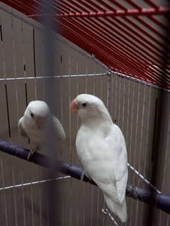 4 love bird pair available/cage/parrot/parrot/birds
