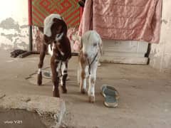 mashallah Goat baby available ye in ki 3 din ki picture Hain