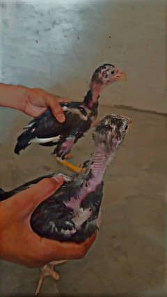Aseel thai cross breed chicks pair