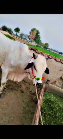 Best Qurbani Bulls | Cow | wacha | Janwar | wehra | Desi cow