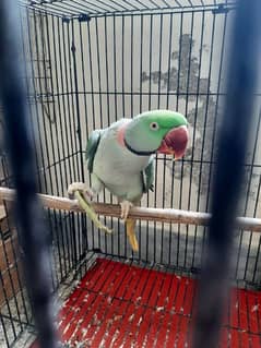 Raw parrot for sale