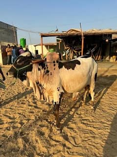 cow / cow for sale / qurbani ka janwar