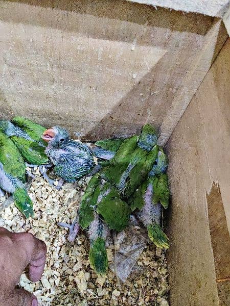 Parrots Chicks 1