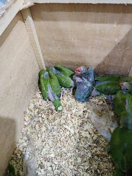 Parrots Chicks 2